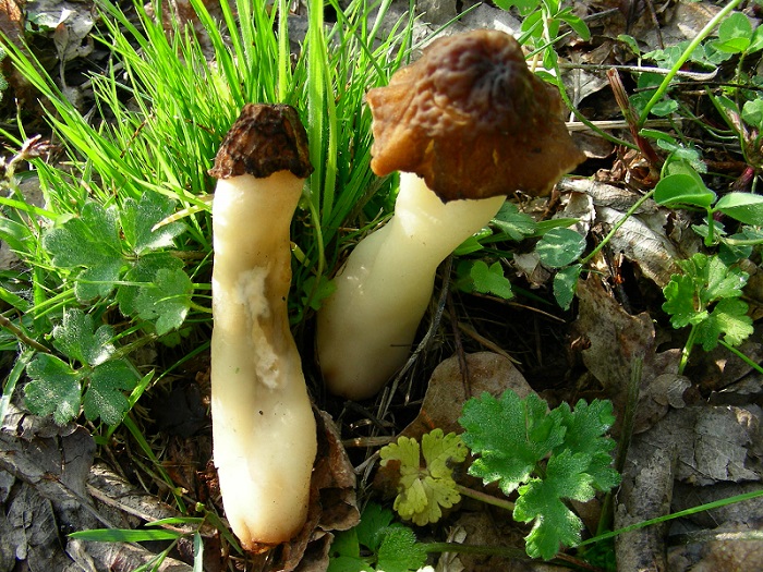 647 Aprile vecchio ritrovamento